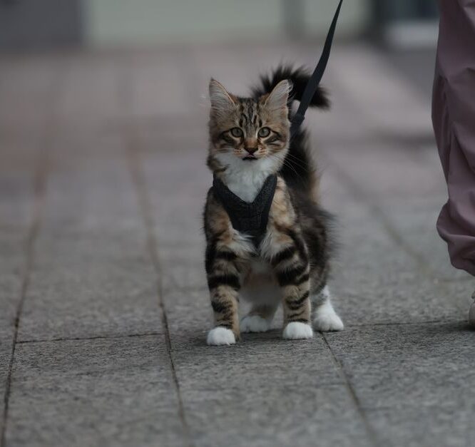 Cat Harness with Lead: Safe Ways to Explore Outdoors